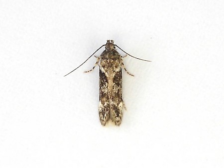 Caryocolum tricolorella