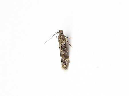 Caryocolum tricolorella