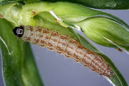 Caryocolum tricolorella