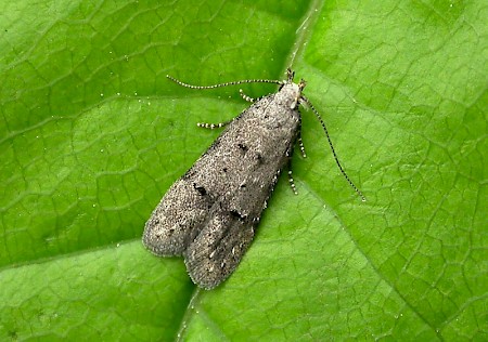 Teleiodes vulgella