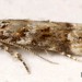 Adult • Ex larva on Helianthemum nummularium. Denbighshire • © Ian Smith