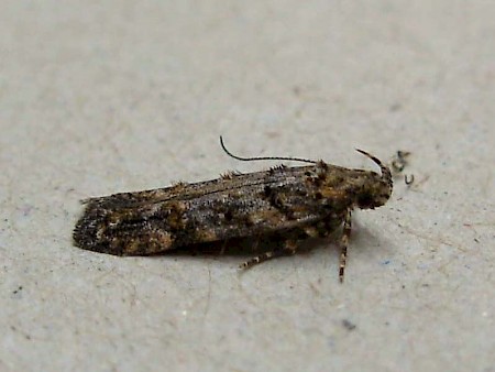 Teleiopsis diffinis Adult | UKmoths