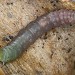 Larva • South Devon, on Rumex acetosa • © Bob Heckford