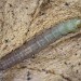 Larva • South Devon, on Rumex acetosa • © Bob Heckford