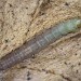 Larva • South Devon, on Rumex acetosa • © Bob Heckford