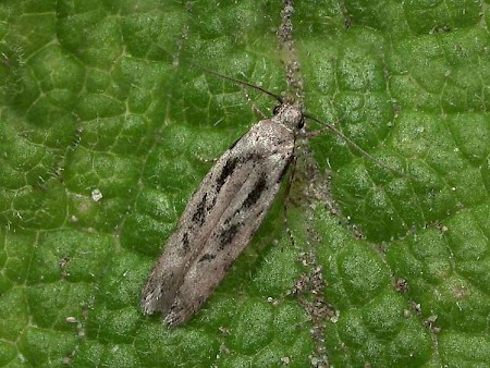 Carpatolechia decorella