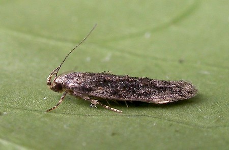 Carpatolechia fugitivella