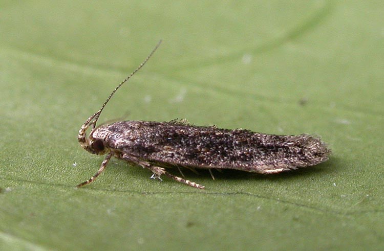 Carpatolechia fugitivella | UKmoths