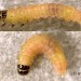 Larva • On Ulmus. May. Denbighs. Imago reared. • © Ian Smith