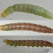 Larva • Chorlton, Greater Manchester; adult reared • © Ben Smart