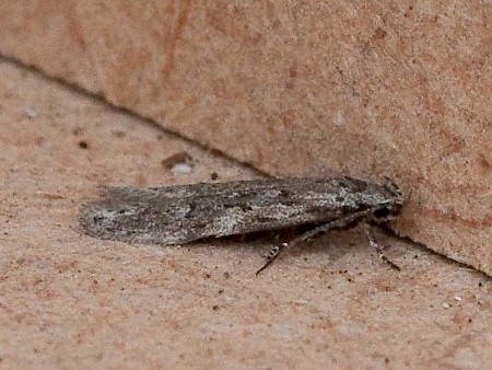 Carpatolechia notatella