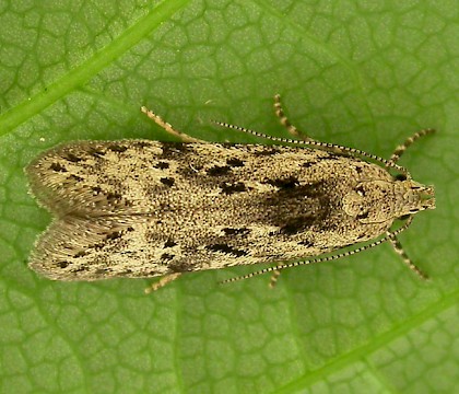 Adult • ex. larva, Lindow Common, Cheshire • © Ben Smart