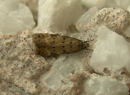 Pseudotelphusa paripunctella