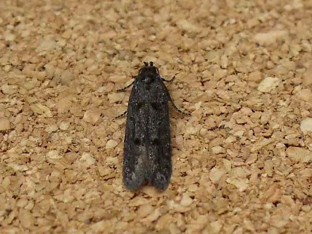 Xenolechia aethiops