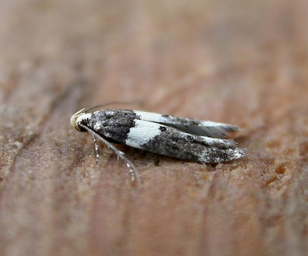 Recurvaria leucatella