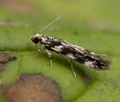 Gelechiidae