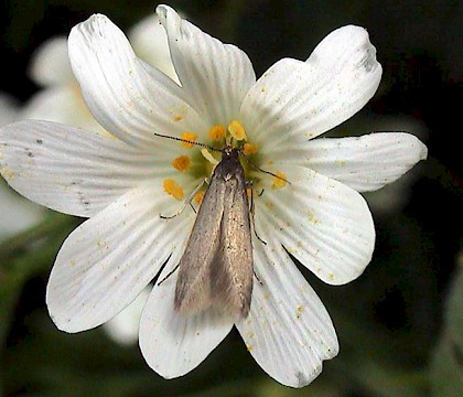 Adult • Landscove, Devon May 2002 • © John Walters