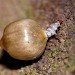 Larva with seed capsule • Langdon Reserve, Basildon, Essex • © Peter Furze