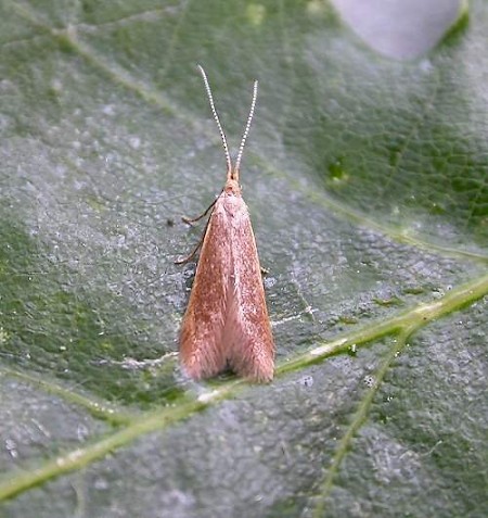 Coleophora lutipennella