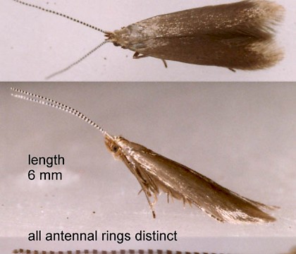 Adult • Ex larva on Rosa. Montgomeryshire. Gen. det. S. Farrell. • © Ian Smith