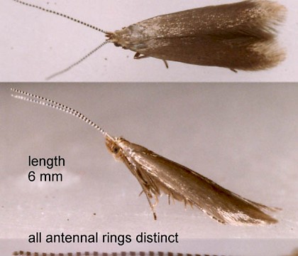 Adult &bull; Ex larva on Rosa. Montgomeryshire. Gen. det. S. Farrell. &bull; &copy; Ian Smith