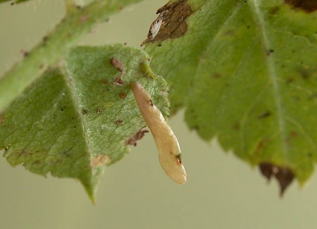 Coleophora gryphipennella