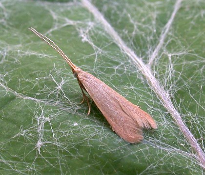 Adult • Thornham, East Suffolk; gen. det. N. Whinney • © Nigel Whinney