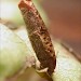 Larval case • Ripon, N.Yorks • © Charles Fletcher