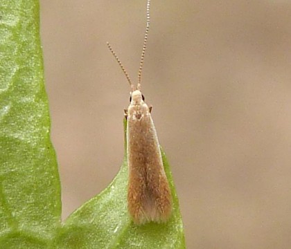 Adult • Sapcote, Leicestershire, gen. det. AM. • © Graham Calow