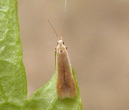Adult &bull; Sapcote, Leicestershire, gen. det. AM. &bull; &copy; Graham Calow