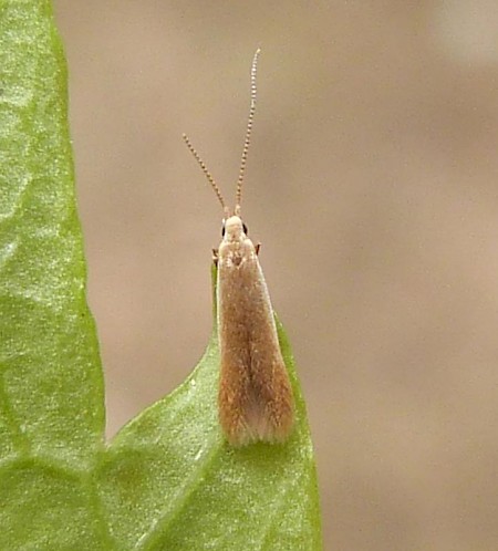 Coleophora milvipennis