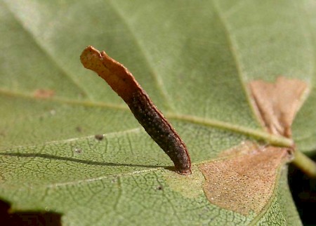 Coleophora milvipennis