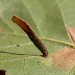 Larva • Weybridge, Surrey, on Betula • © Andrew Mitchell