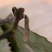 Larva • Weybridge, Surrey, on Betula • © Andrew Mitchell