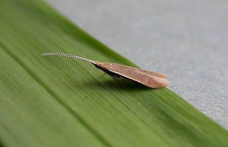 Coleophora alnifoliae