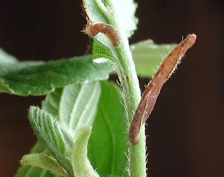 Coleophora alnifoliae