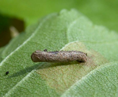 Coleophora badiipennella