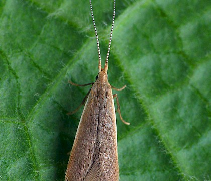 Adult • Lower Penn, West Mids, reared from larva on Ulmus • © Patrick Clement