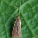 Adult • Lower Penn, West Mids, reared from larva on Ulmus • © Patrick Clement