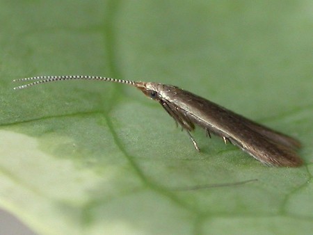 Coleophora limosipennella