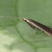 Adult • Styal, Cheshire, ex. Larva on Ulmus • © Ben Smart