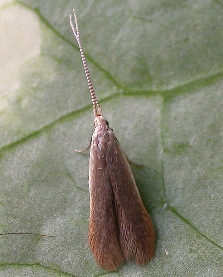 Coleophora limosipennella