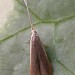 Adult • Styal, Cheshire, ex. Larva on Ulmus • © Ben Smart