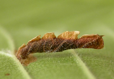 Coleophora limosipennella