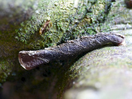 Coleophora limosipennella