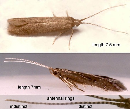 Coleophora serratella