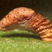 Early larval case • Fully developed first larval case with oral rings and ventral silk gusset. 4 mm. On Betula. Early May. Derbyshire. • © Ian Smith