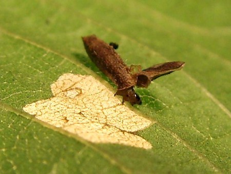 Coleophora serratella