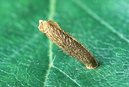 Coleophora serratella