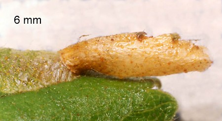 Coleophora serratella